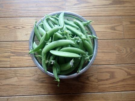 台風が来ていて、午後から雨の予報なので、夕方の収穫を朝に行った、25日目で1000莢突破