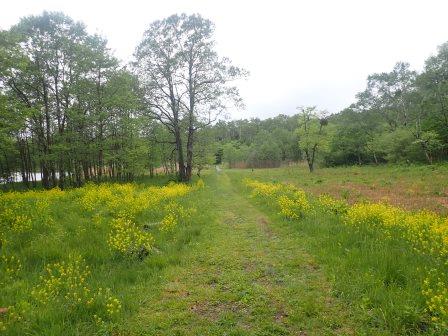 14:10　黄色の花の群落の間を行く