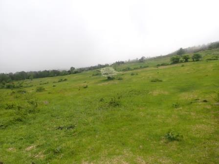 10:16　菅平牧場の横を登って行く、初めは曇り、遠目に見える木はズミかな