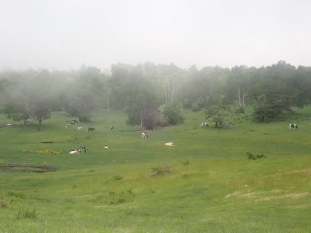 10:19　牛が放牧されていた