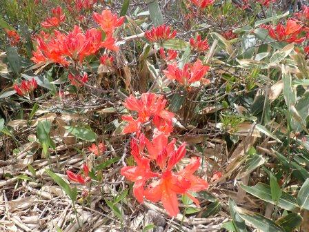 10:48　足元にはレンゲツツジ、写真にはないがヤマツツジもチラホラ
