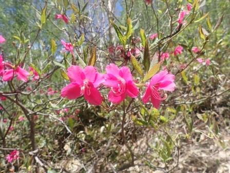 11:11　ミツバツツジもチラホラ、近景