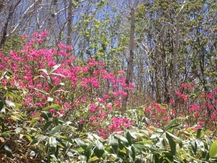 11:38　ミツバツツジ、遠景