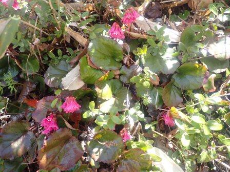 11:46　そこかしこに岩鏡