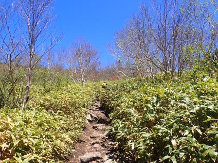 11:52　森林限界は近いようで、笹原に木々が疎らになって来た