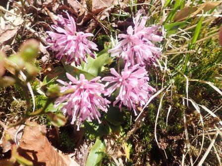 13:37　ショウジョウバカマ、初見