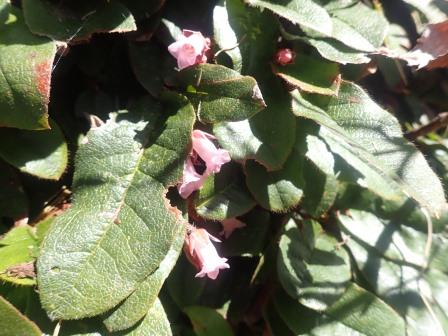 13:47　イワナシ、初見