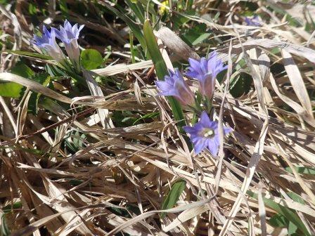 15:32　東屋周辺で、筆竜胆