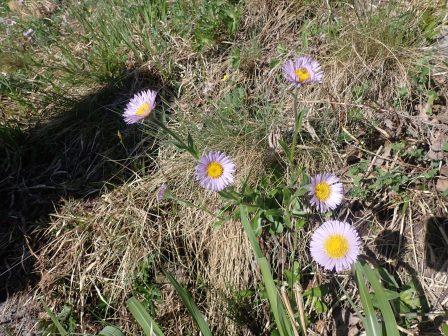 15:53　東屋周辺で、アズマギクかな、初見