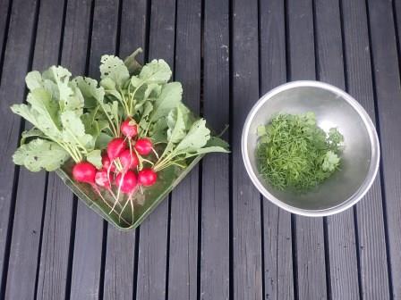 二十日大根と昼のビーフン用にとう立ちしてレースの様になったパクチーの葉の収穫