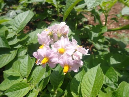 ジャガイモの開花
