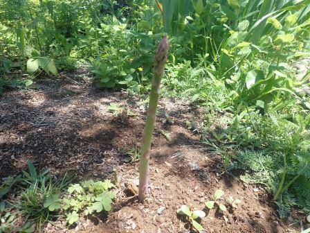 ほんのたまに、時には思わぬ所から出てくる我家のアスパラガス