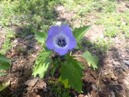 そこかしこに自生え青花鬼灯の開花