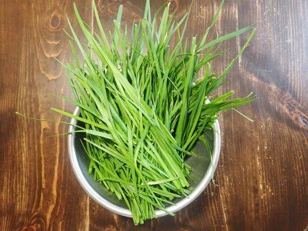 昼のチヂミ用に韮を収穫