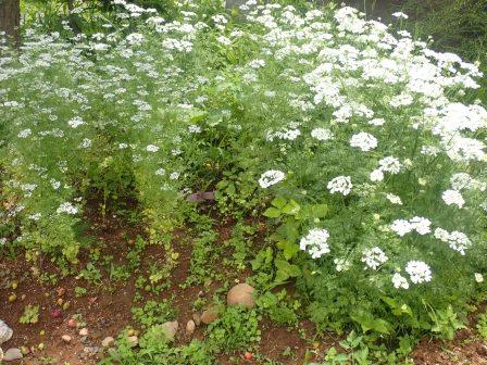 パクチーとレースフラワー