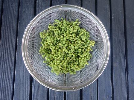 夕方、山椒の収穫、去年は6月4日