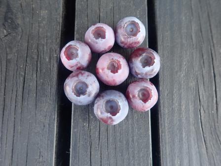 ブルーベリーの初収穫、去年は6月8日