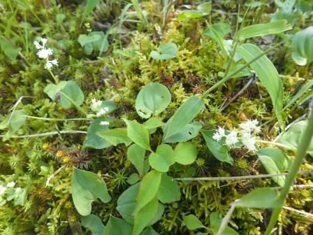8:57　苔の中に、大好きなマイズルソウのお出迎え