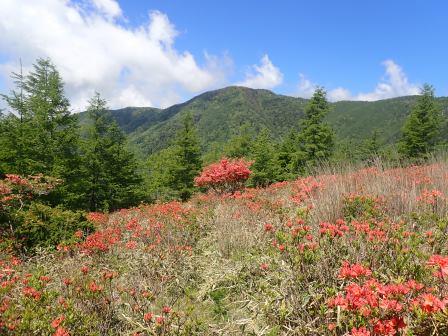 9:26　レンゲツツジ7，ヤマツツジ、千頭星山
