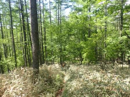 9:40　大笹池に向かう山道は笹原に唐松