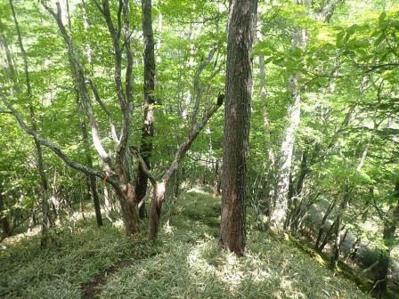 9:58　ハルゼミが鳴き、木漏れ日を行く