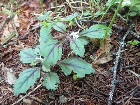 10:01　シロバナニシキゴロモ、同定したら確認のため同定した名で再建策