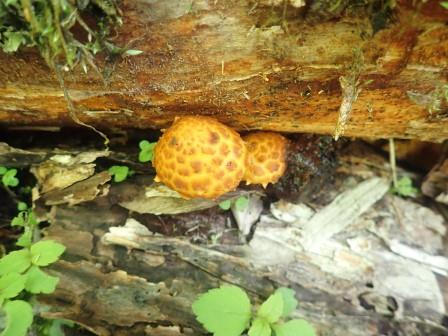 10:22　ヌメリスギタケモドキ