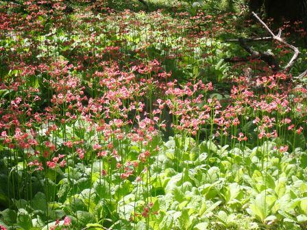 10:25　お目当ての九輪草は見頃を迎えていた