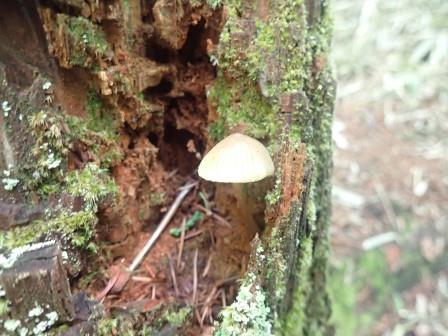 10:45　朽木に小さな茸