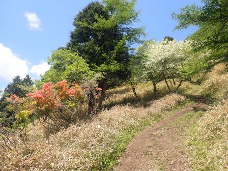 11:09　眺望が開けた明るい山道を行く、ヤマツツジとズミ