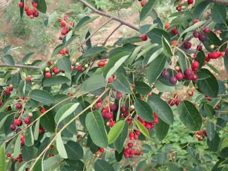 ジュンベリー、ヒヨドリや雀が啄みに来る