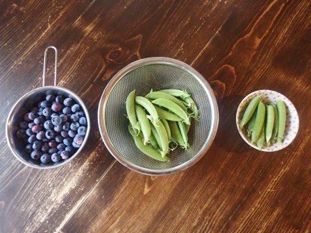 1本目のブルーベリーが最盛期を迎えた