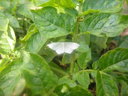 ジャガイモに真っ白なエダシャク