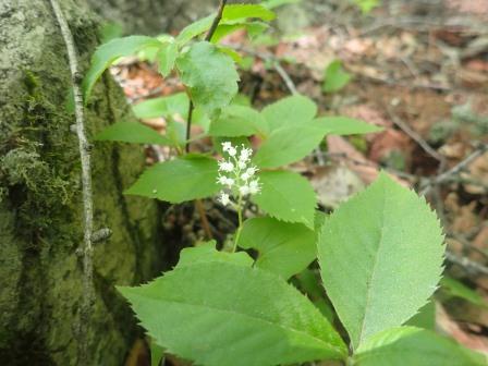 9:06　大好きなマイズルソウ