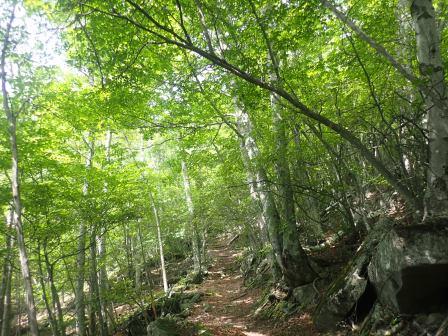 9:08　カラマツの明るい森になる、足元は岩々の山道
