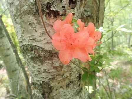 9:29　ヤマツツジ