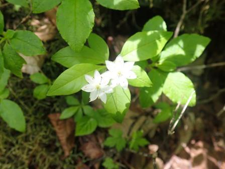 9:50　ツマトリソウ二輪