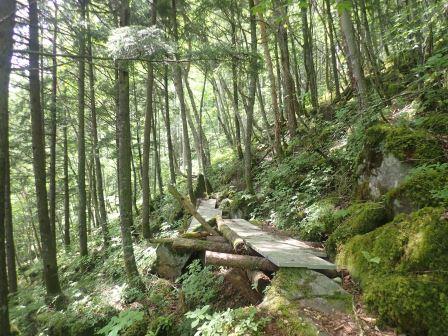 9:52　コメツガとダケカンバの森、湿気っているのでアルミの渡し