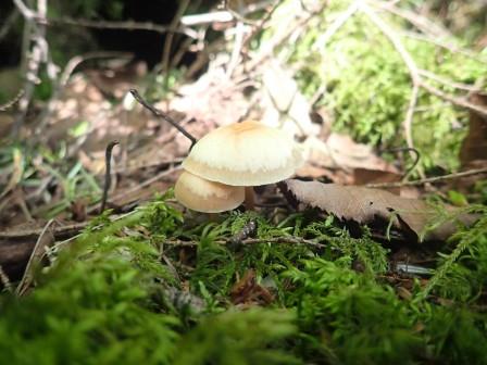 9:53　苔に小さな茸
