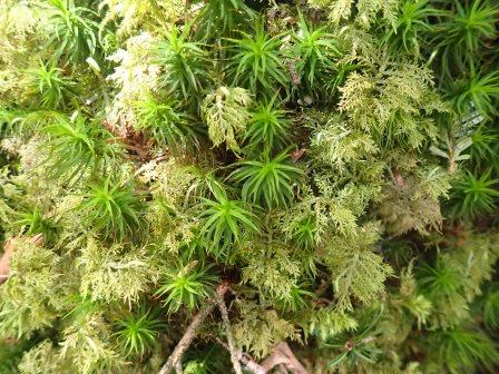 11:07　スギゴケにキダチヒラゴケかな・・・