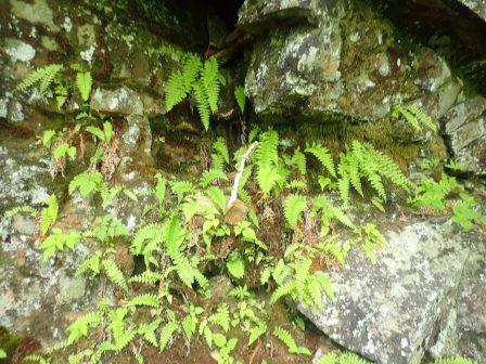 11:17　岩の割れ目に羊歯
