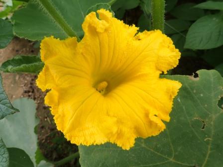カボチャの花