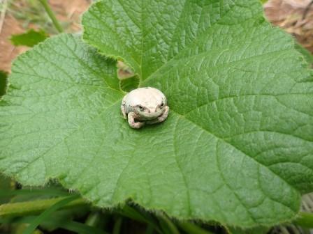 カボチャにクリーム色がかったアマガエル