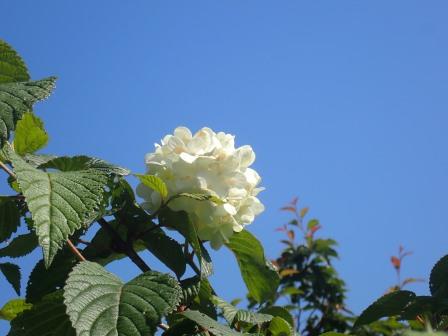 狂い咲きのオオデマリ一輪