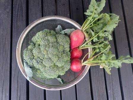 ブロッコリーと二十日大根の収穫