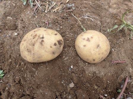 昨年取り残したジャガイモの株１株からの収穫、2個