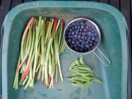 今朝。ルバーブも収穫