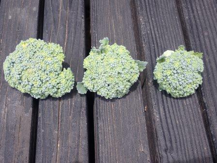 ブロッコリー　側花蕾というわき芽の収穫