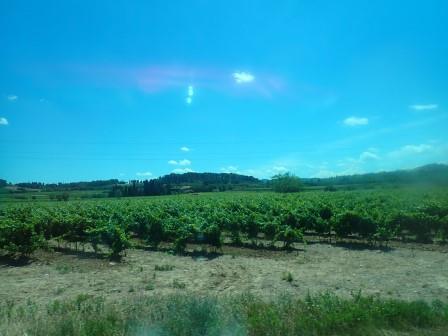 13:45　ルルドへのバスの車窓より、葡萄畑
