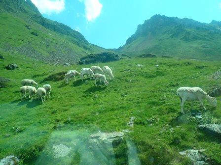 16:25　毛が刈られた羊